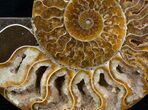 Split Ammonite Pair - Crystal Lined #5949-3